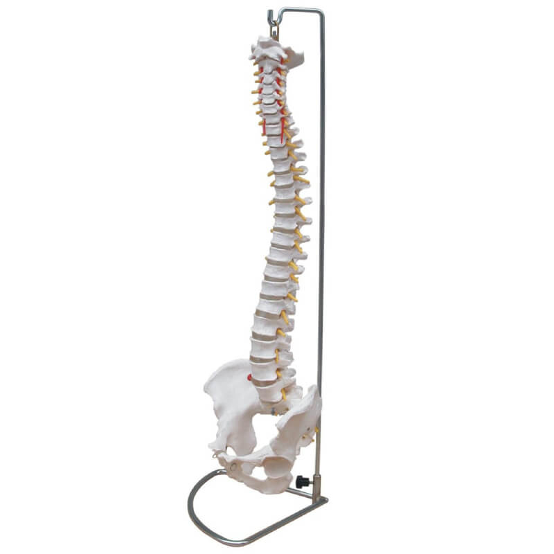 Columna cervical con pelvis de tamaño real