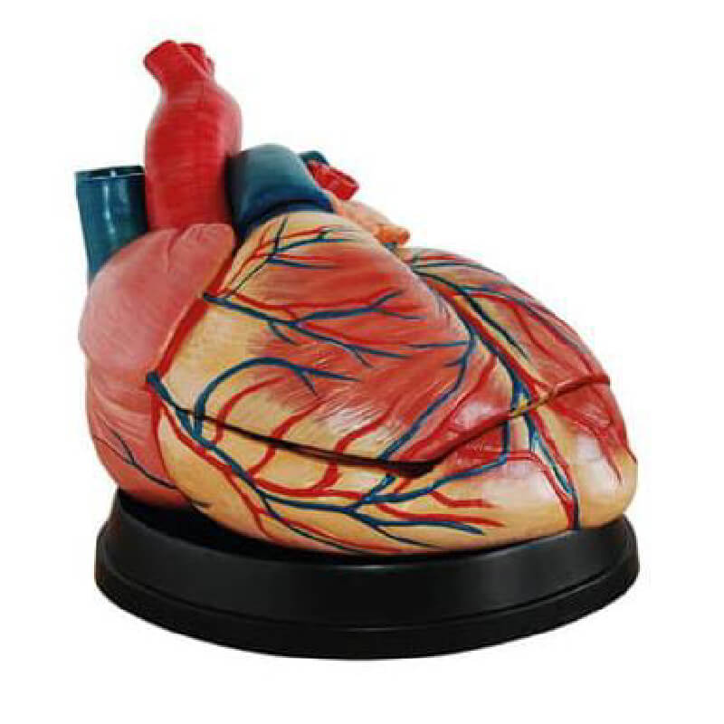 Corazón anatómico desarmable