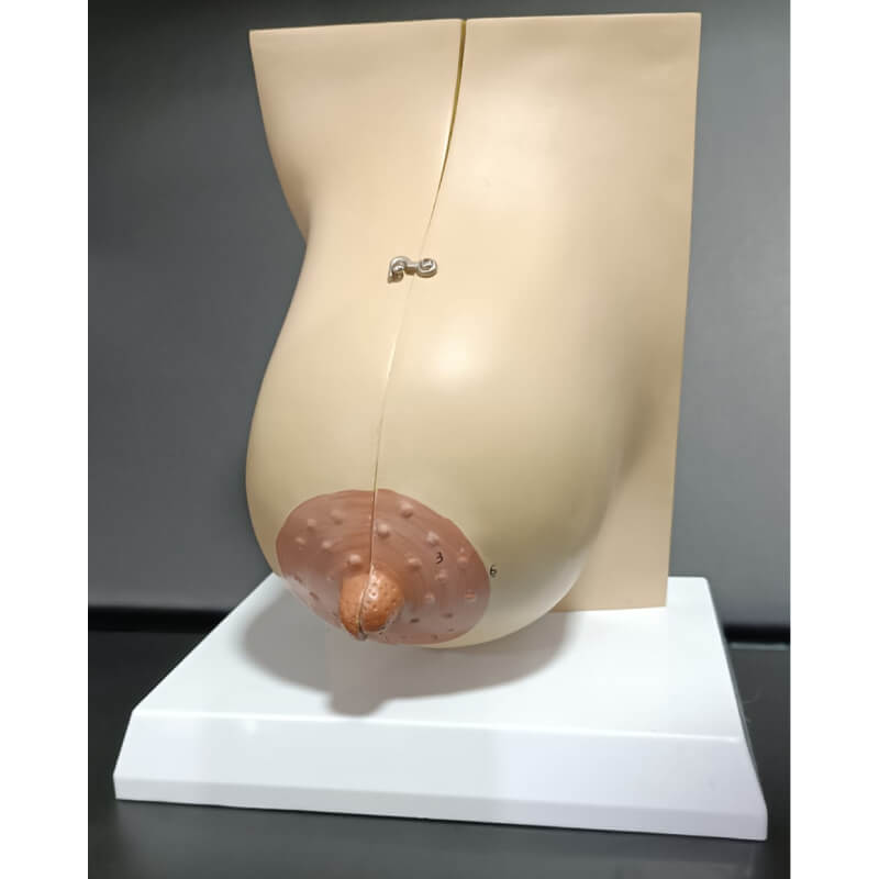 Modelo de mama