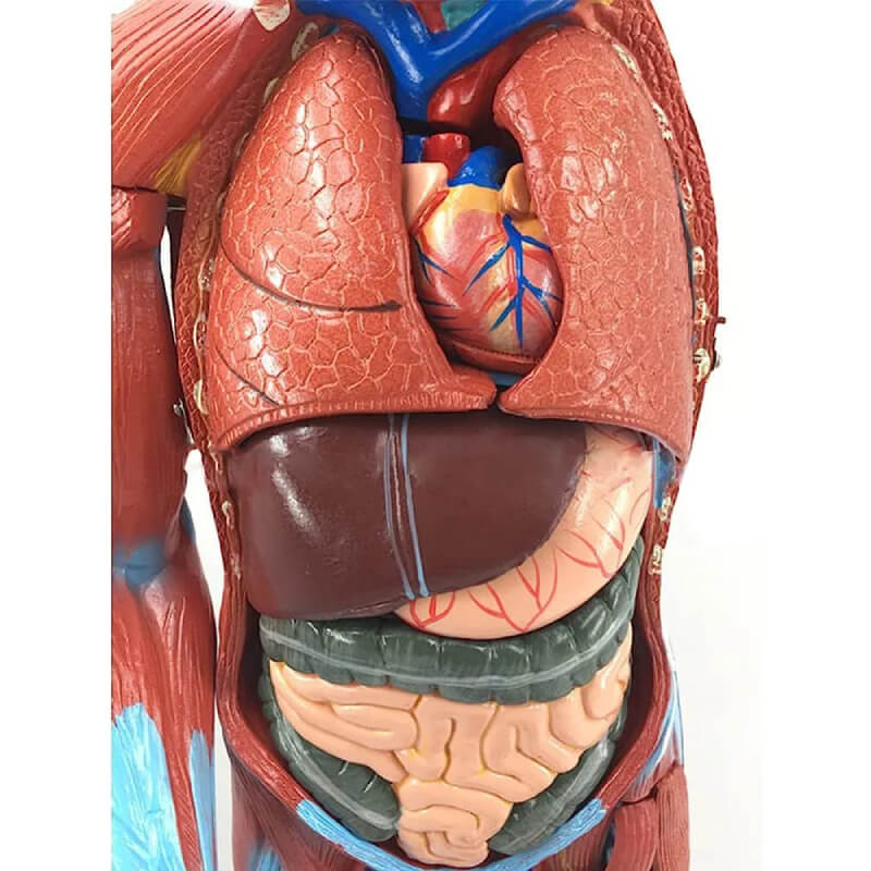 Vista 3 de Modelo de músculo humano desmontable de 80cm