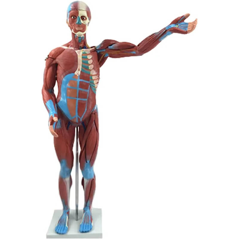 Modelo de músculo humano desmontable de 80cm