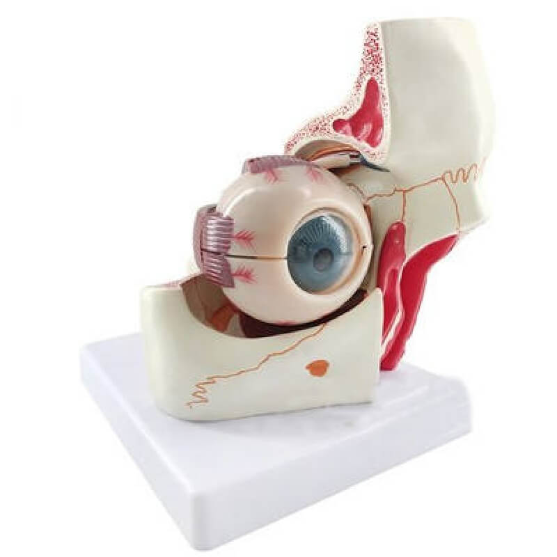 Modelo de ojo