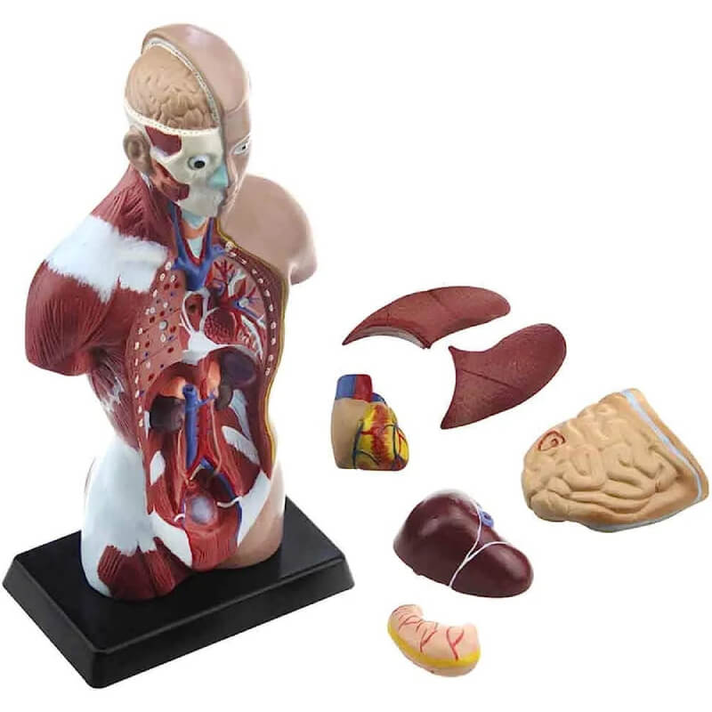 Vista 2 de Torso anatómico de 28cm