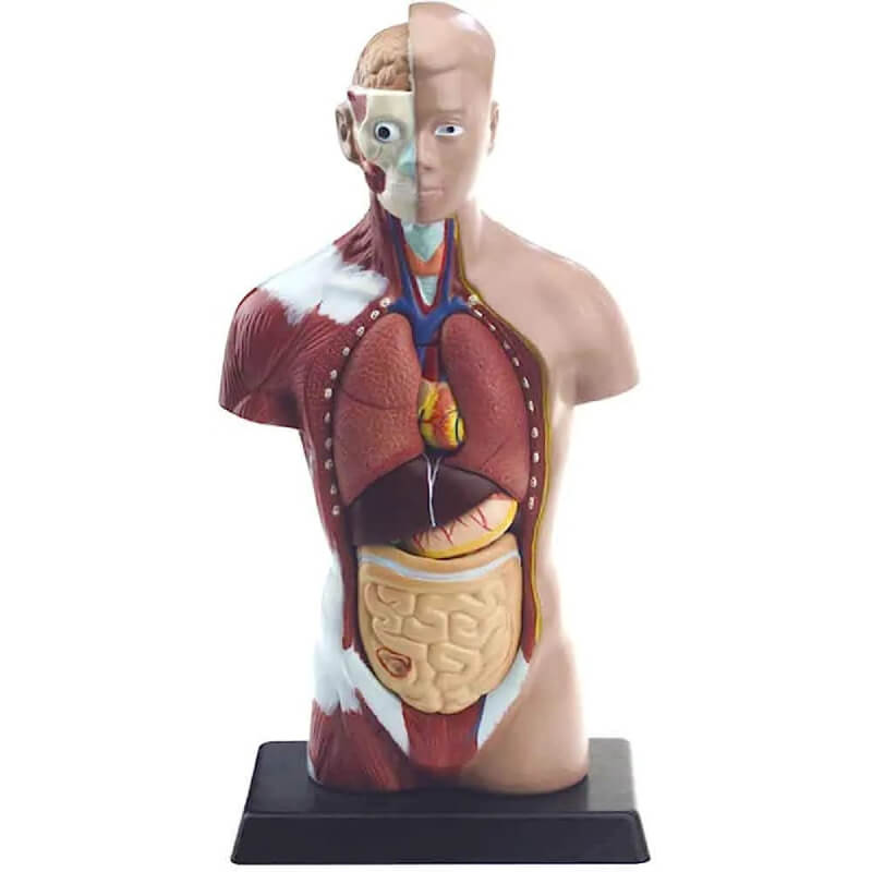 Torso anatómico de 28cm