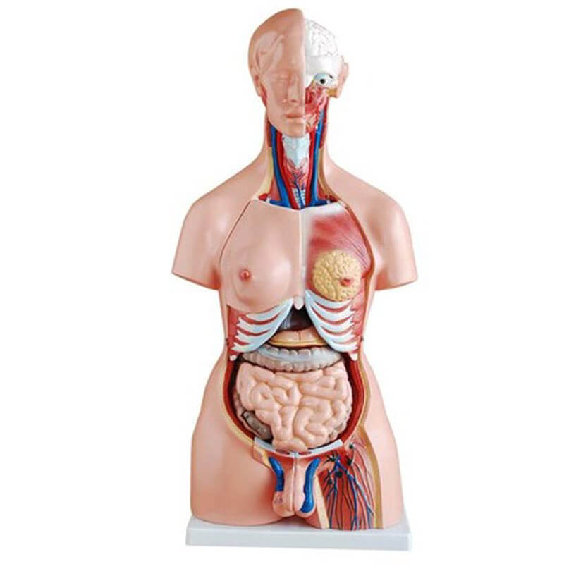 Torso unisex desmontable